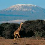 Kilimandjaro By Cap’Orn